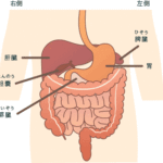 膵臓の解剖