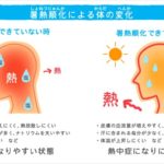 暑熱順化での体の変化
